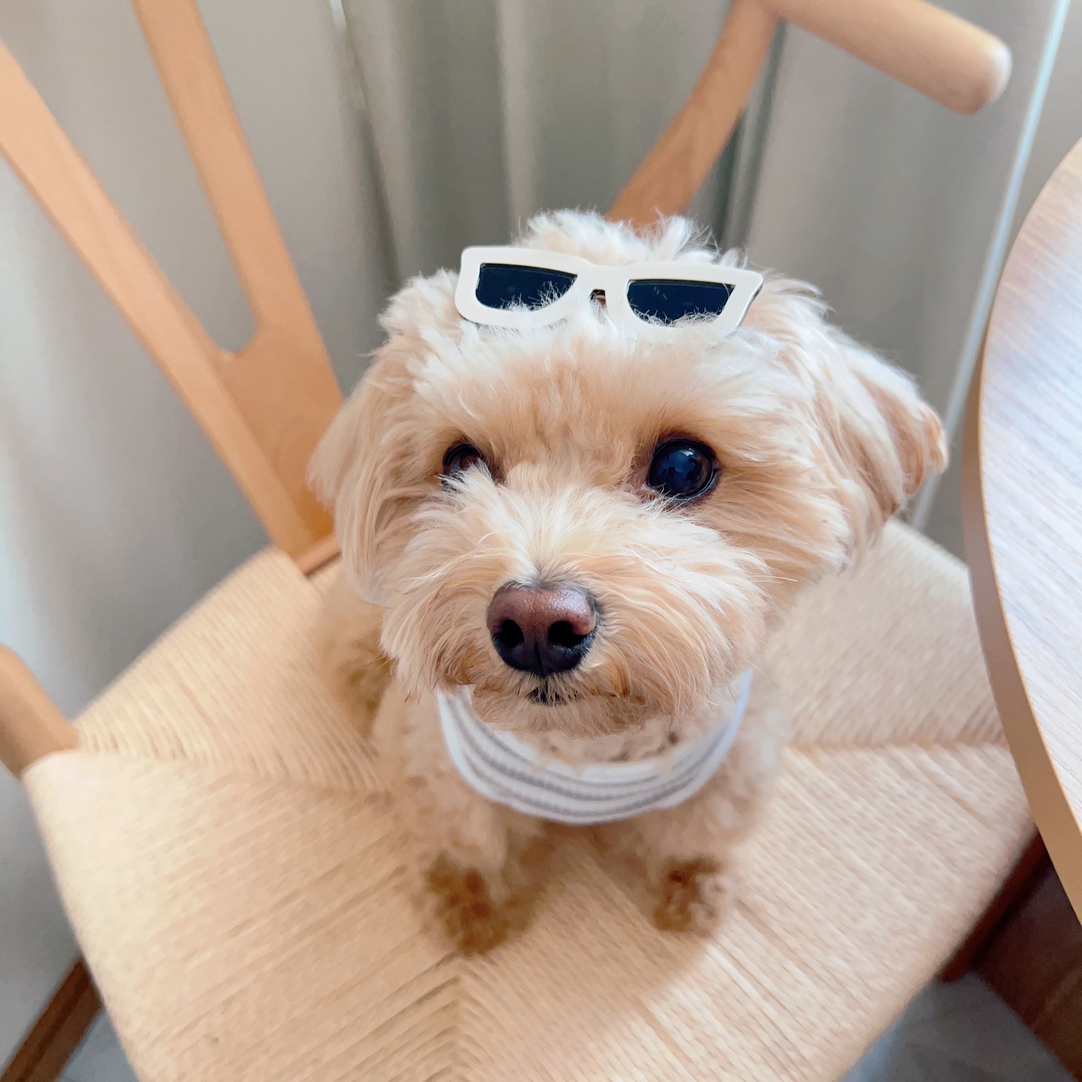 サングラスパッチン