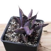 抜き苗 黒桃(スペード) Agave titanota 'Spade'