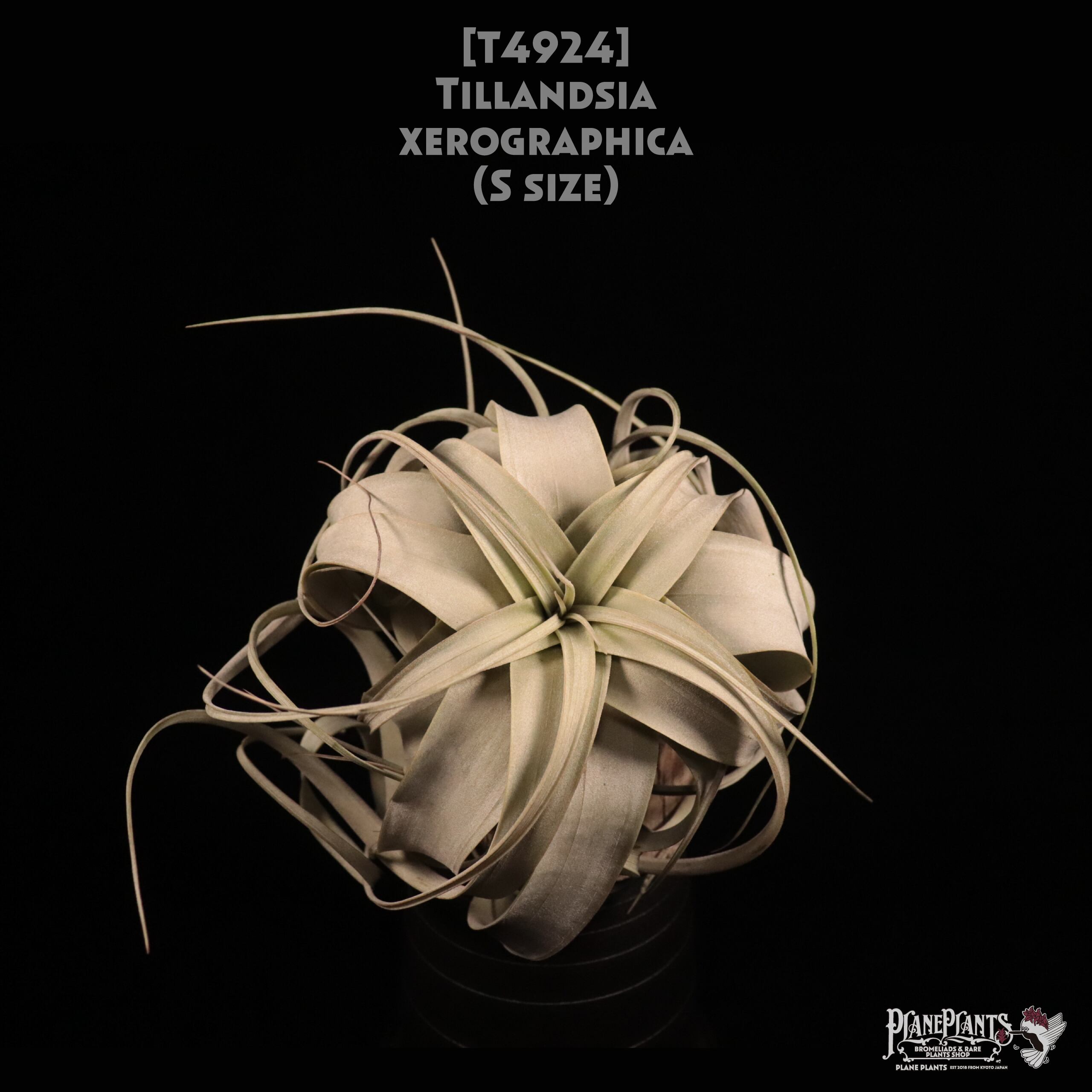 【送料無料】xerographica S〔エアプランツ〕現品発送T4924