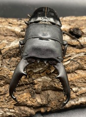 【WD】《ミンダナオヒラタ 92mm ペア》