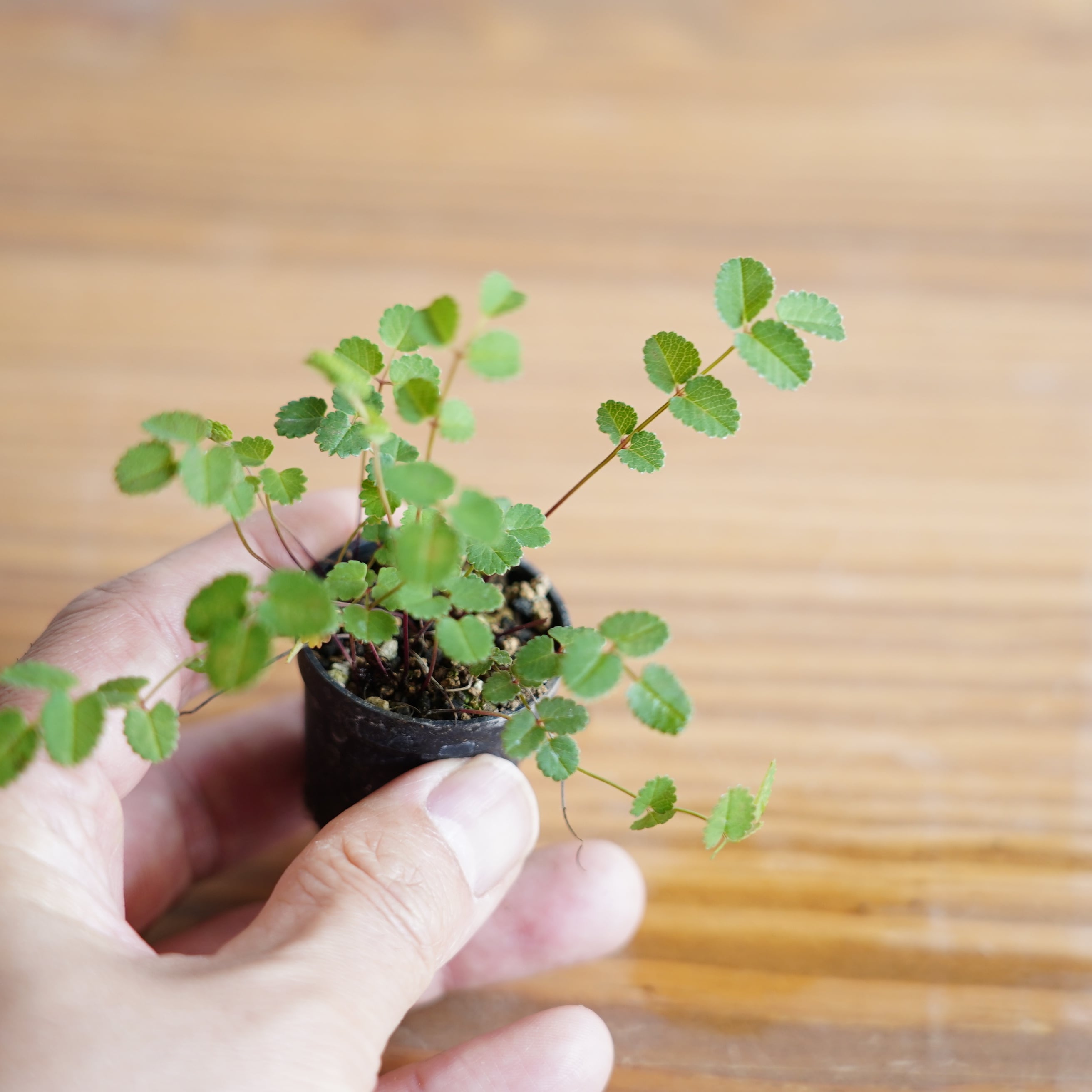 屋久島ワレモコウ Sanguisorba officinalis｜苔テラリウム作製用素材