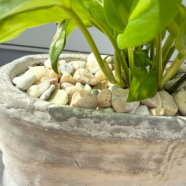 ポトス・グローバルグリーン