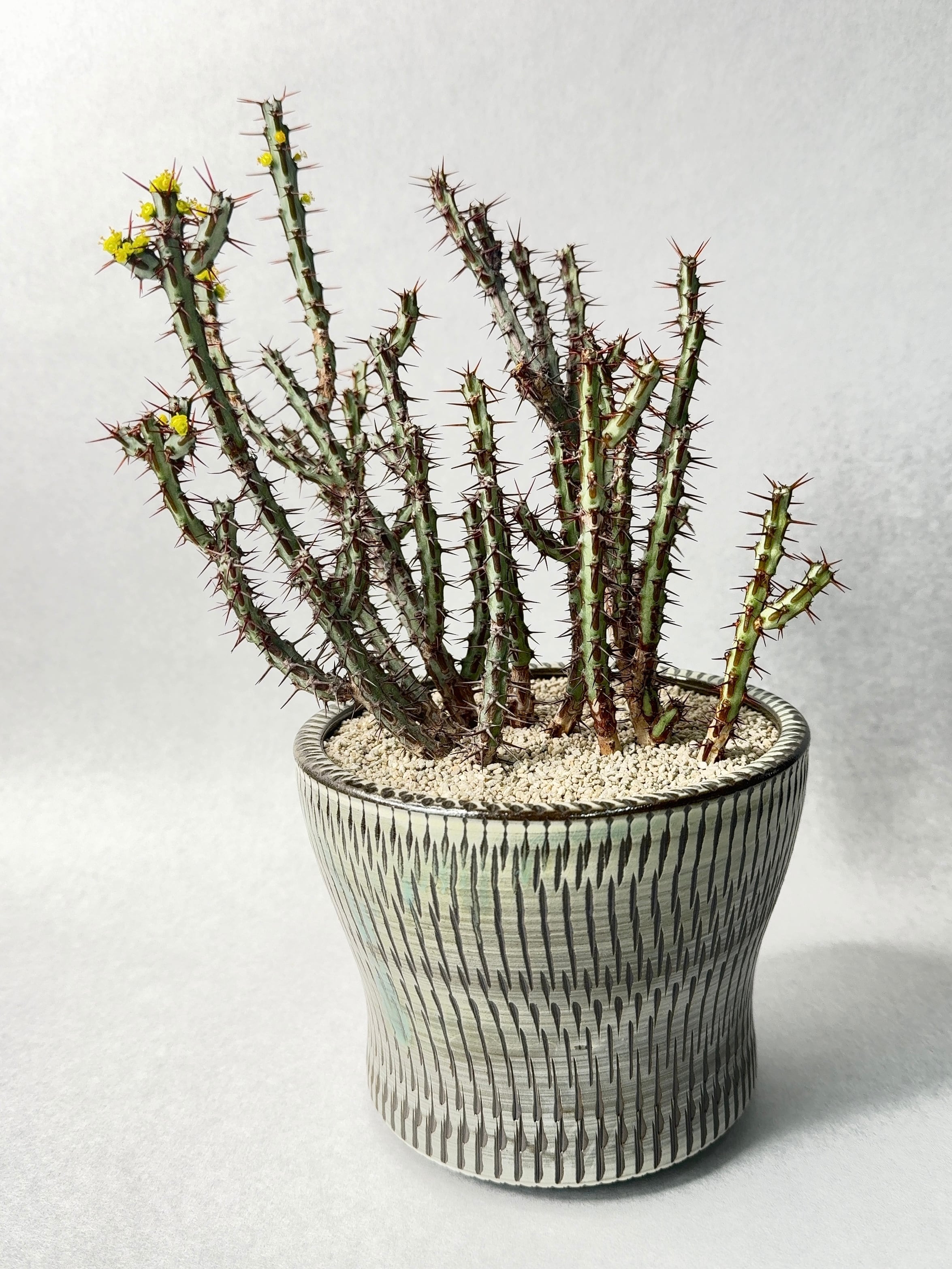 ユーフォルビア・アエルギノーサ