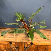 【クリアランス】フィロデンドロン オレンジマーマレード【649】