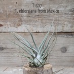 【送料無料】ehlersiana from Mexico〔エアプランツ〕現品発送T1507