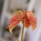 Begonia Snow Capped Variegata|ベゴニア スノーキャップド 斑入り|観葉植物
