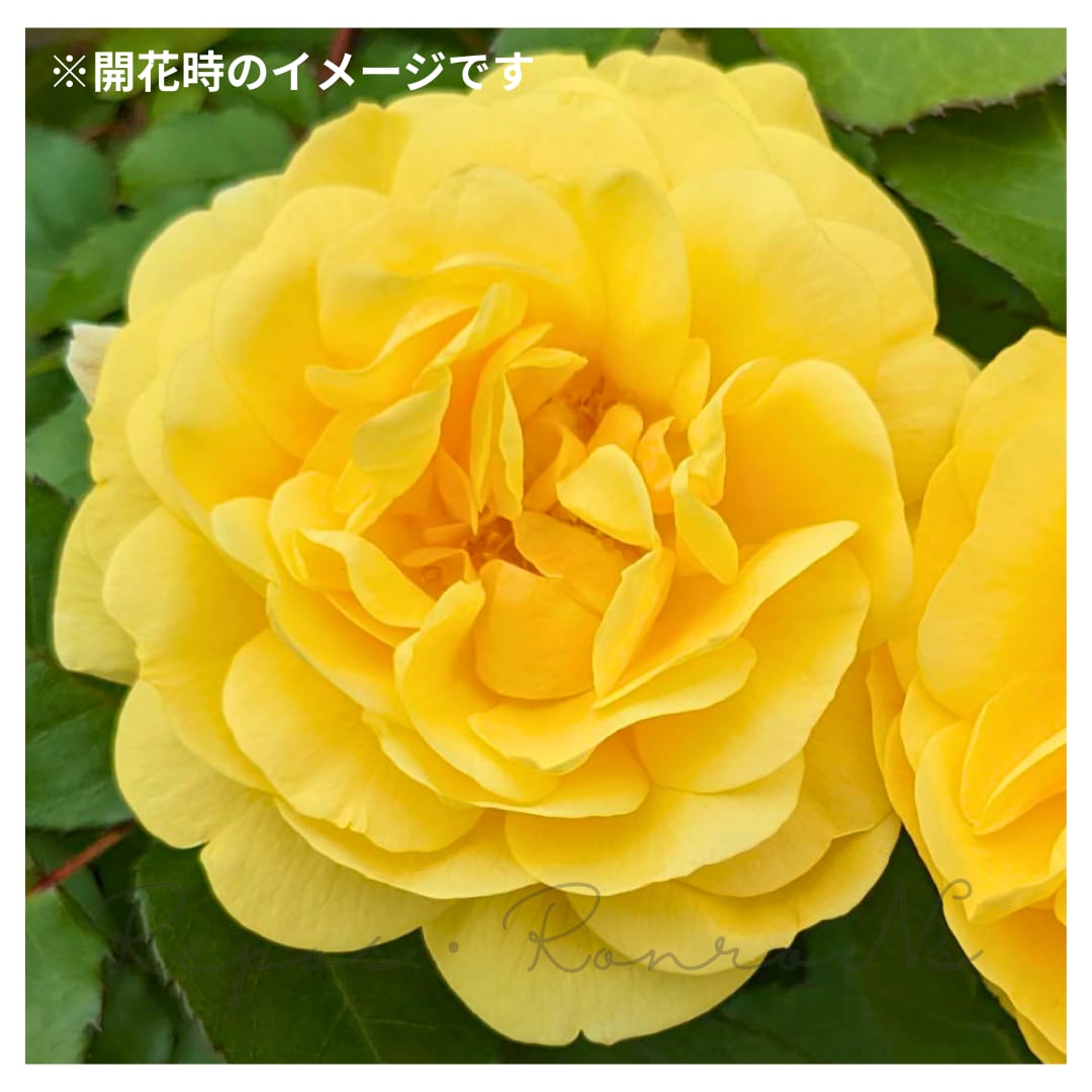 バラ:スマイルハニーローズ(4.5号):京成バラ園芸 黄色 芳香 中輪花 耐病性