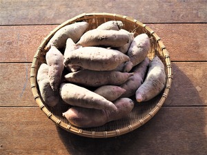 紅はるかSサイズ（5㎏）