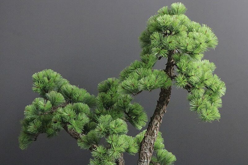 盆栽 松 Pinetree Bonsai #156 | Oh! BONSAI