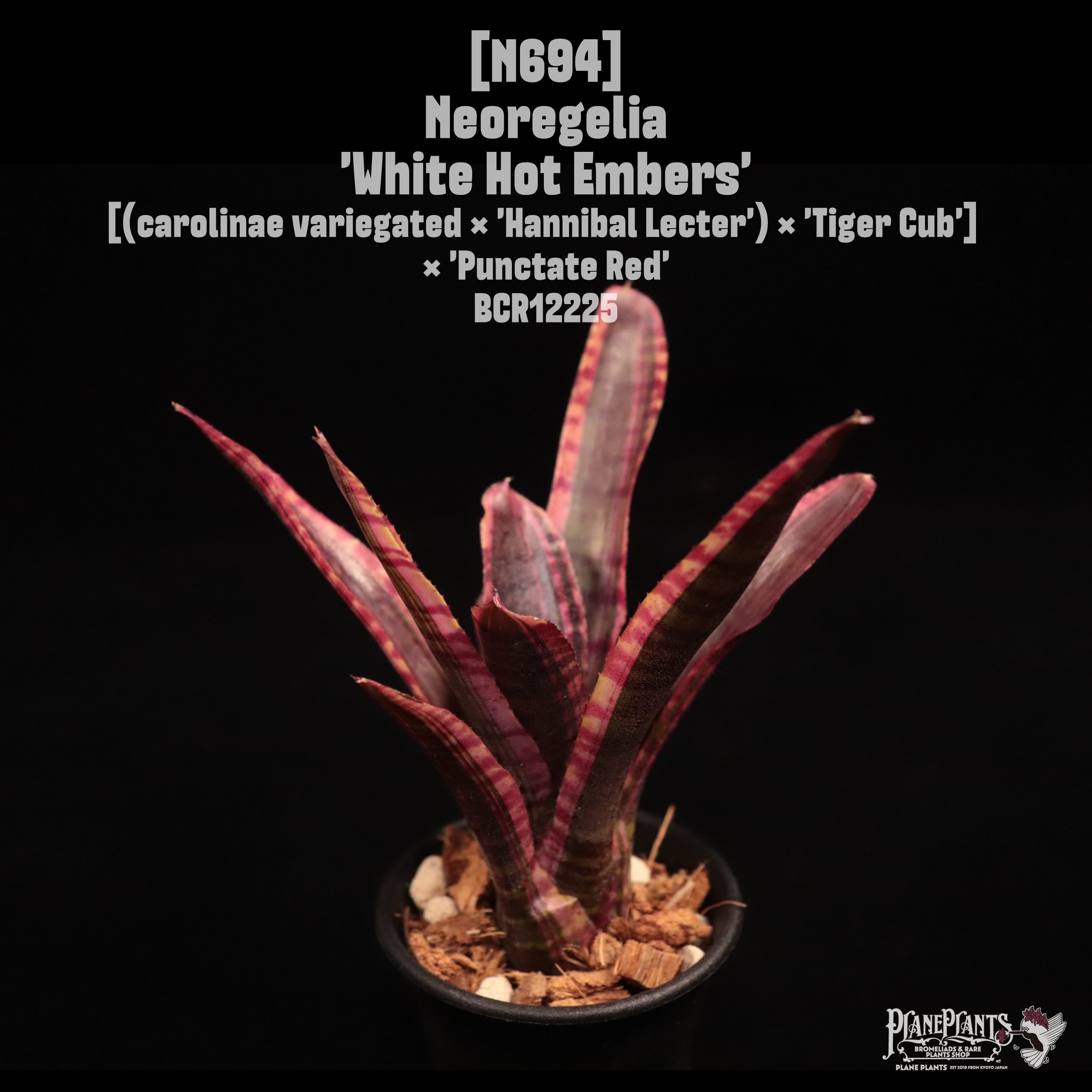 送料無料】Neoregelia 'Moondust'〔ネオレゲリア〕現品発送N0029