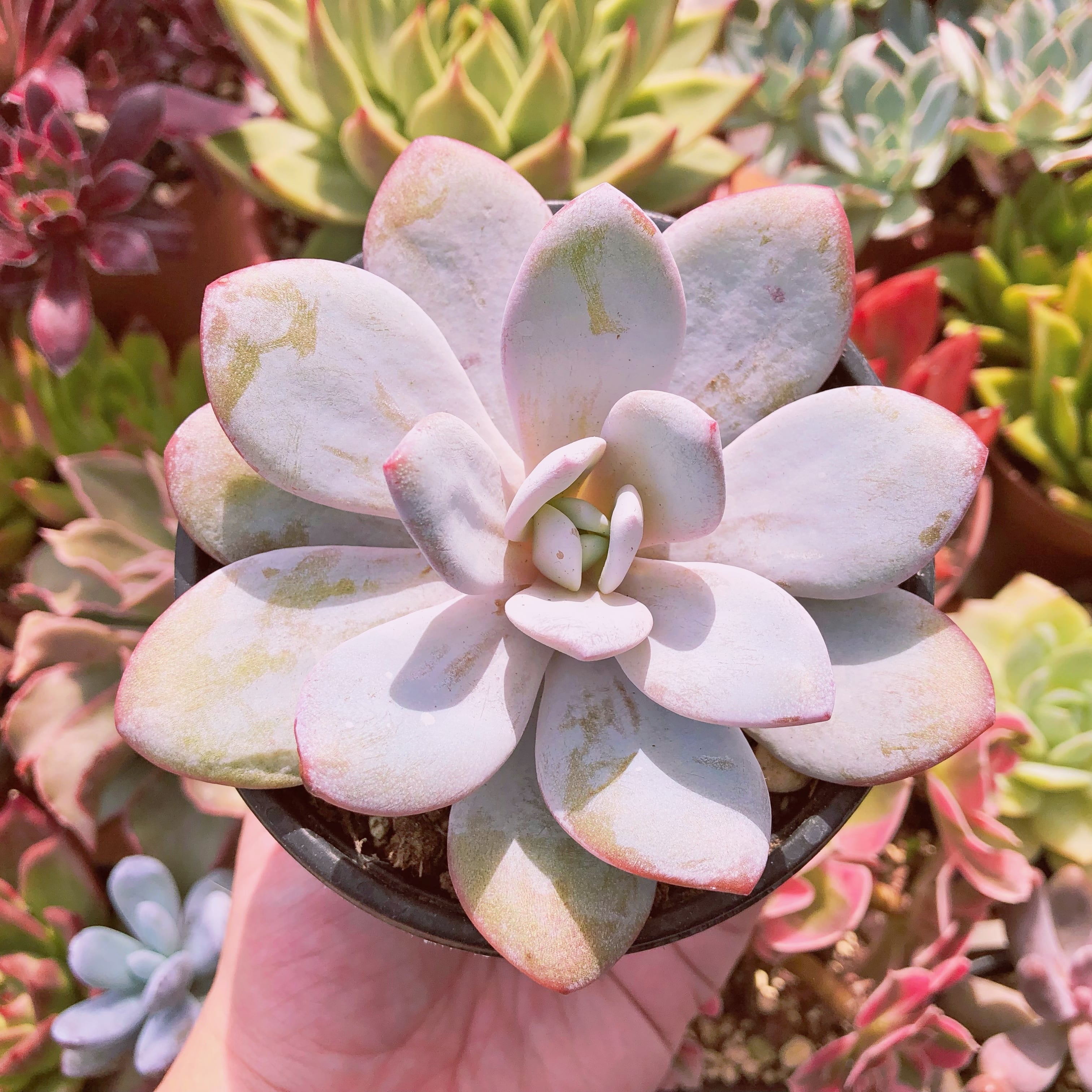 多肉植物　ラウイ　大苗