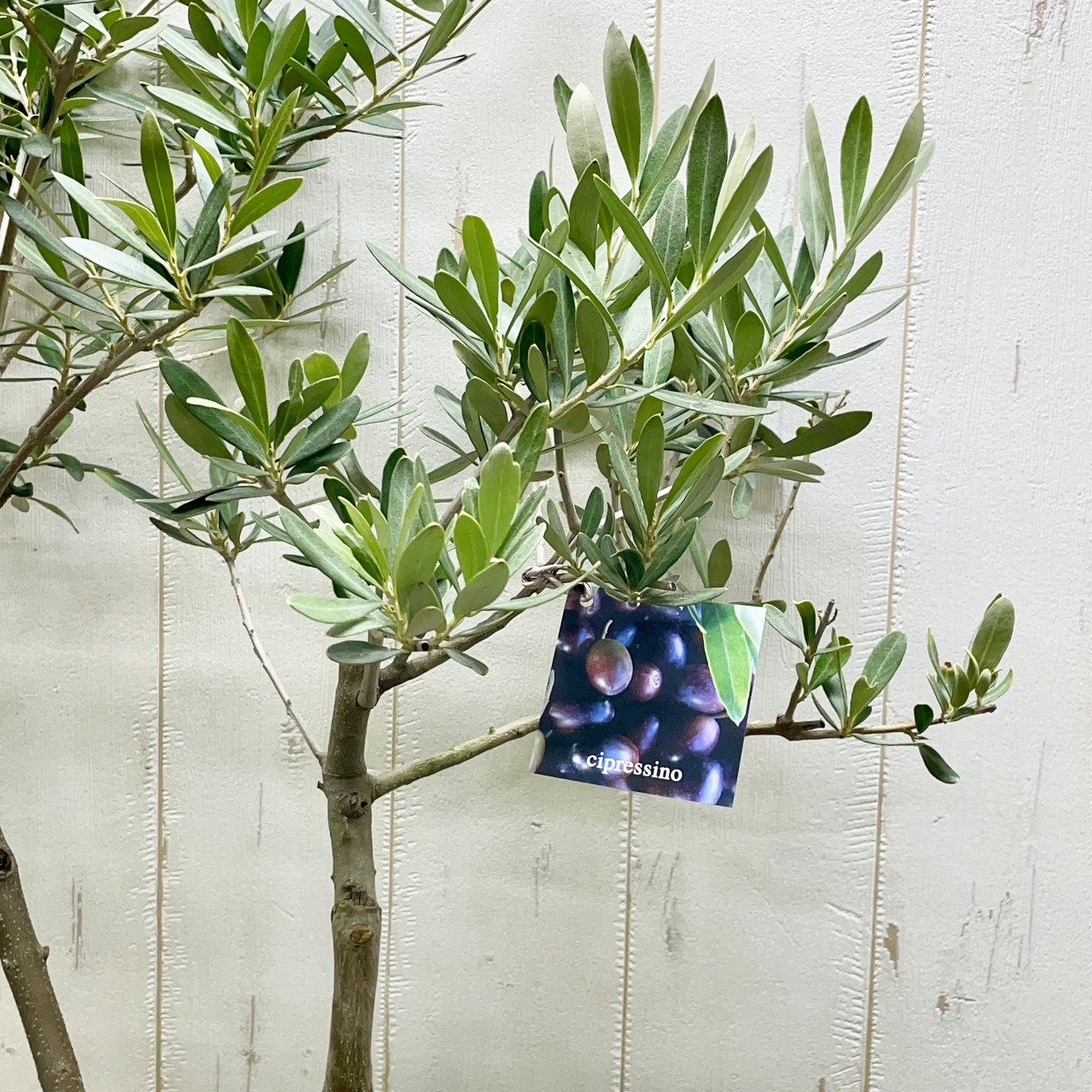 実がなる 2品種接木 オリーブの木 Oli-me（オリーミー） ネバディロ  