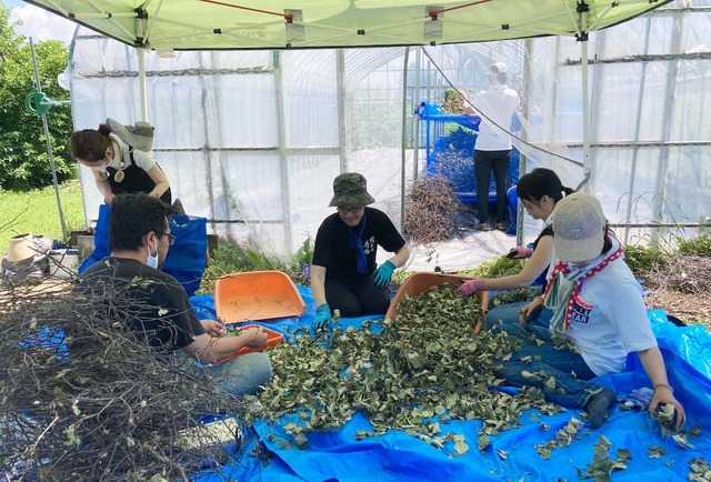 白樺茶 3包入×3個セット