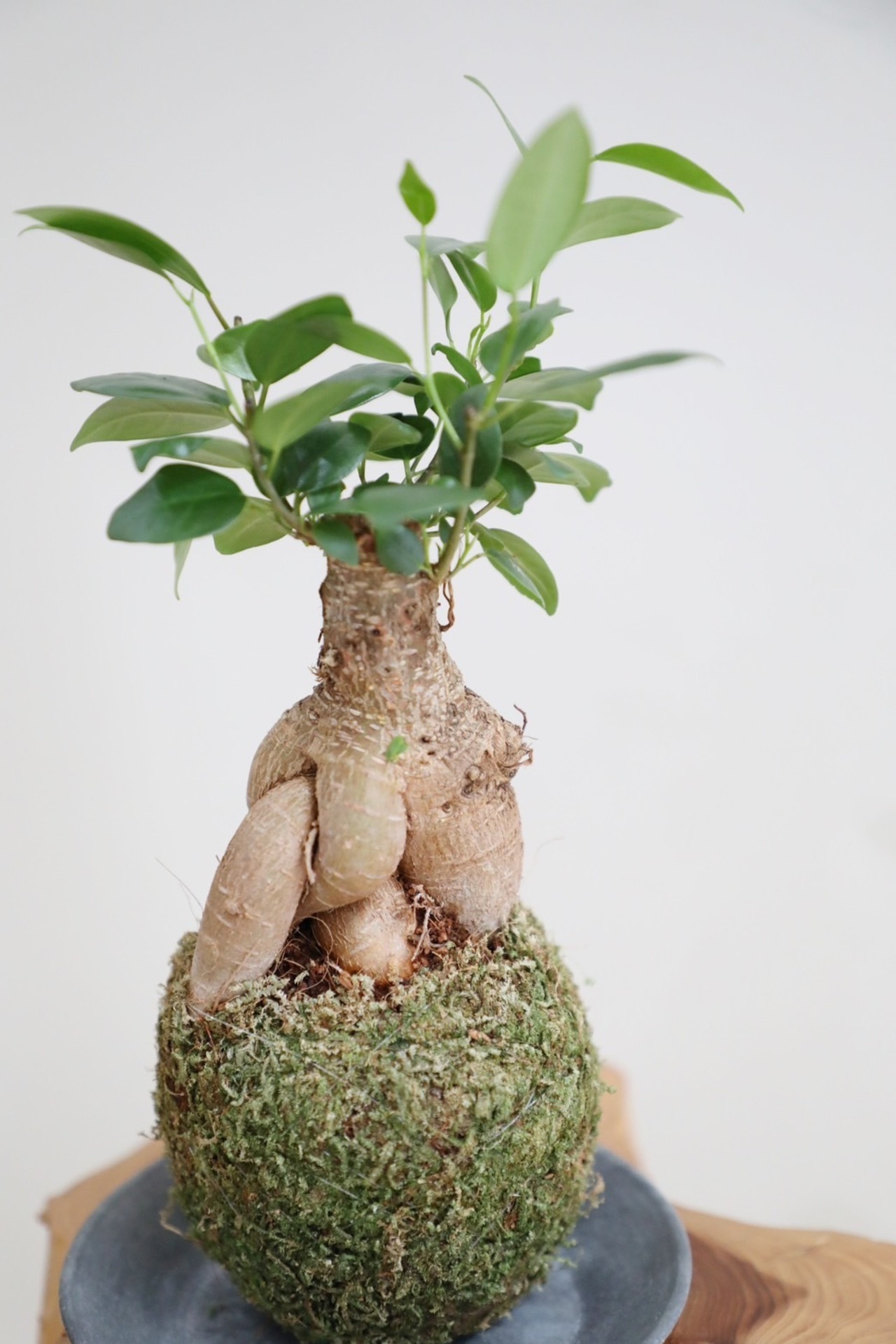 【S】ガジュマル 苔玉　