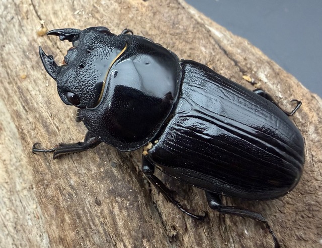《オオクワガタ 久留米血統 51mm ♀単》