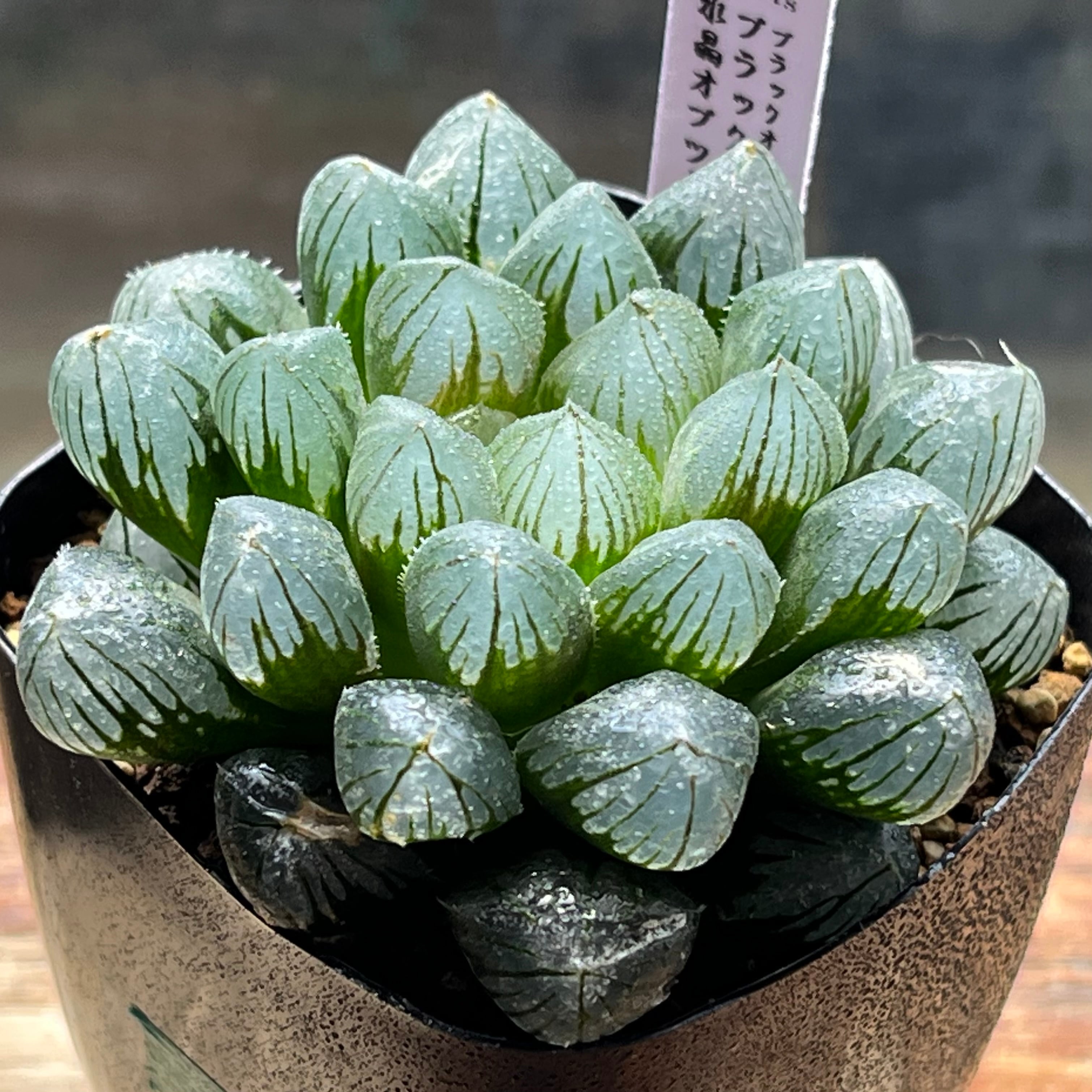 ハオルチア 桜水晶錦 | mocono_plants