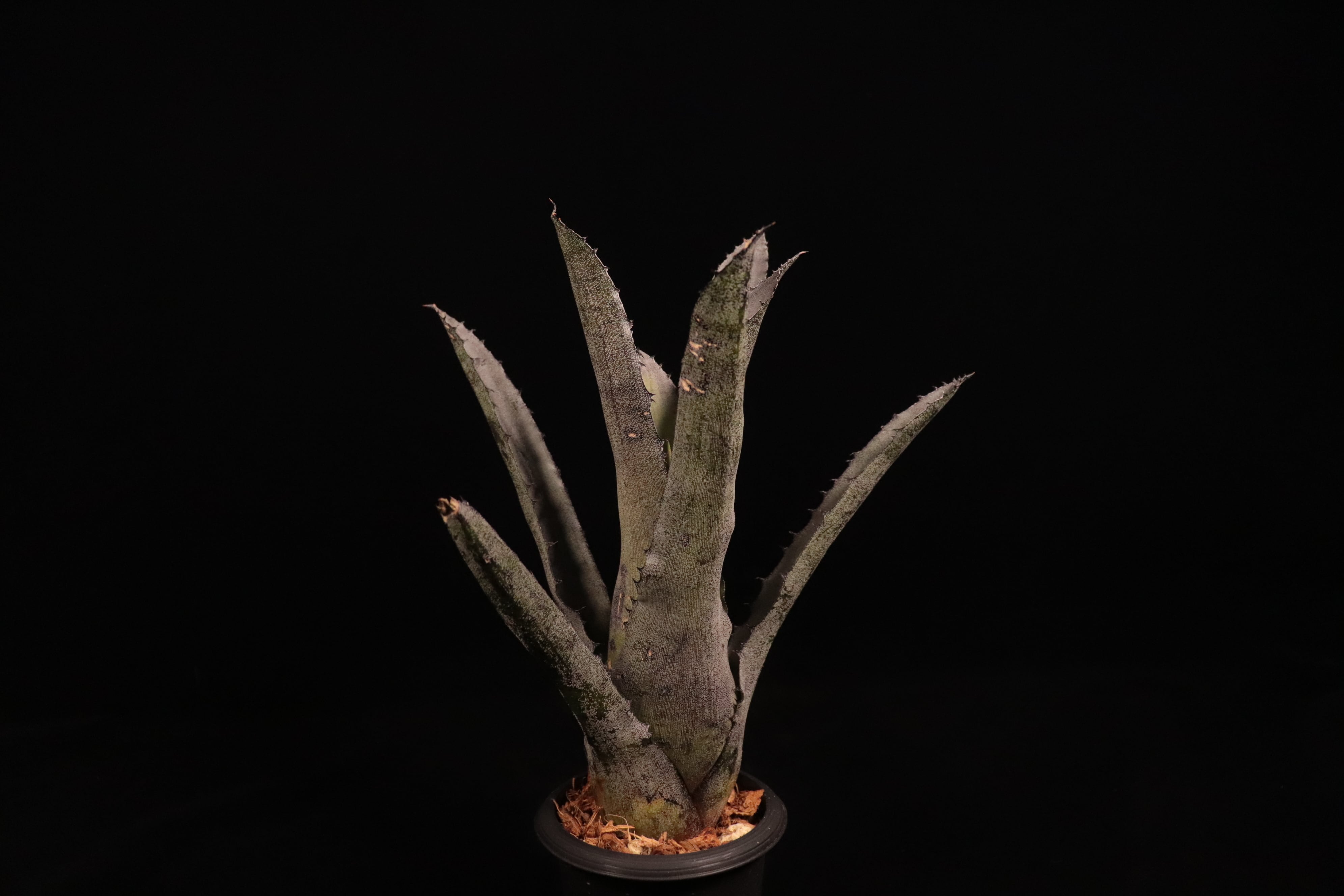 Hohenbergia leopoldo-horstii (Double thorn clone)〔ホヘンベルギア