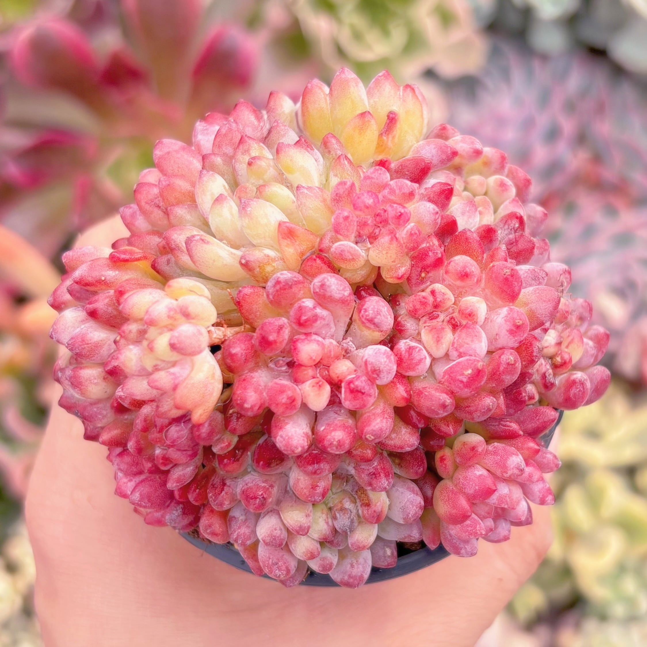 現品　花火#258　新入荷　るる農園