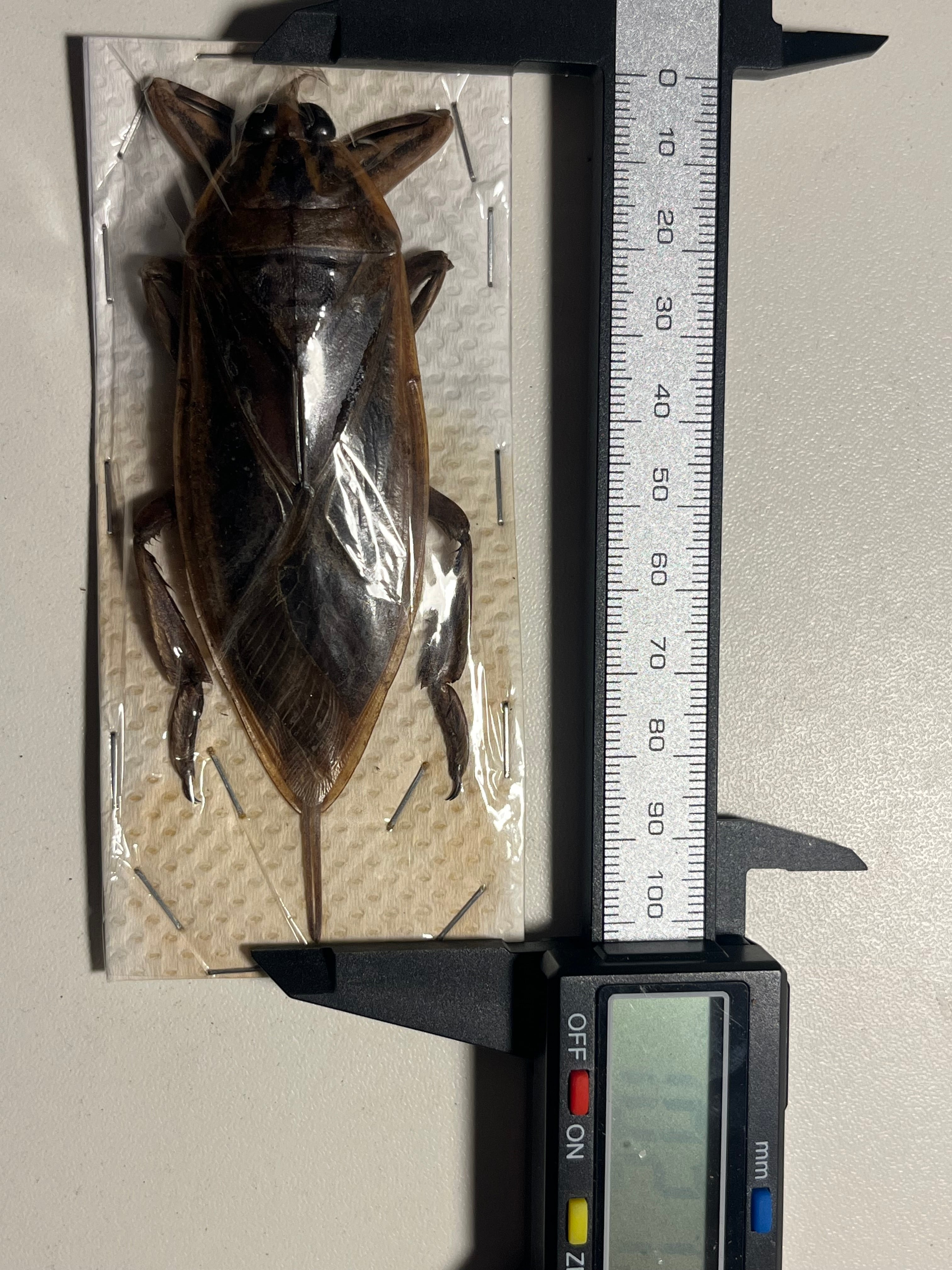 田亀最大級】ナンベイオオタガメの昆虫標本 タランチュラムカデ