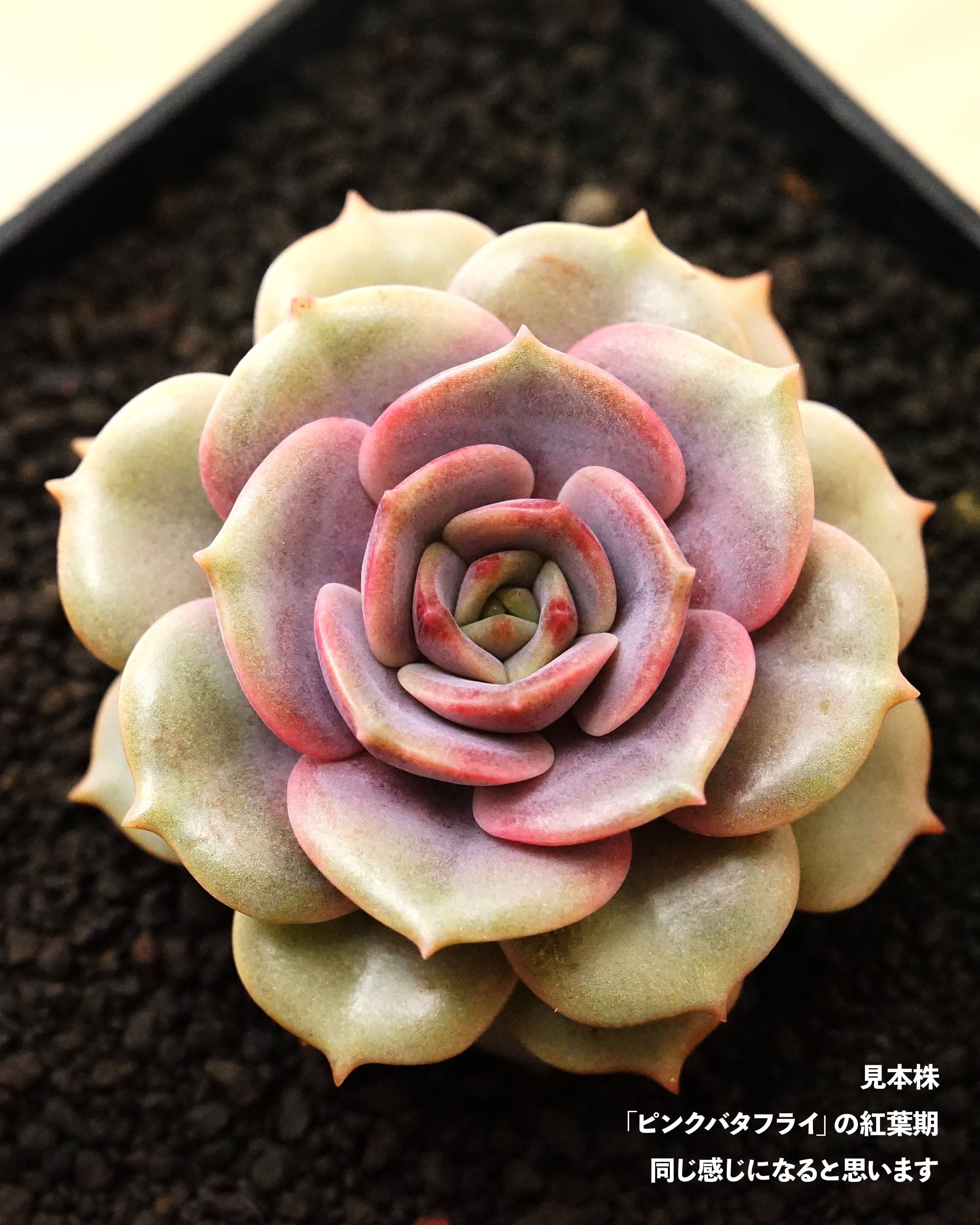 カット苗 紫姫 【単頭】 Echeveria 'Murasakihime' | PUKUBOOK SUCCULENTS