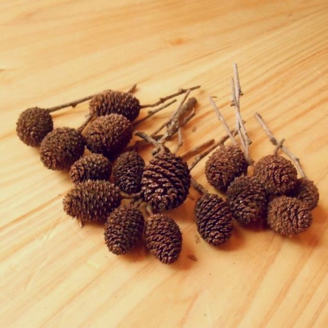 ヤシャブシの実16個枝付き リース クリスマス オーナメント 水槽などに コロボックル工房