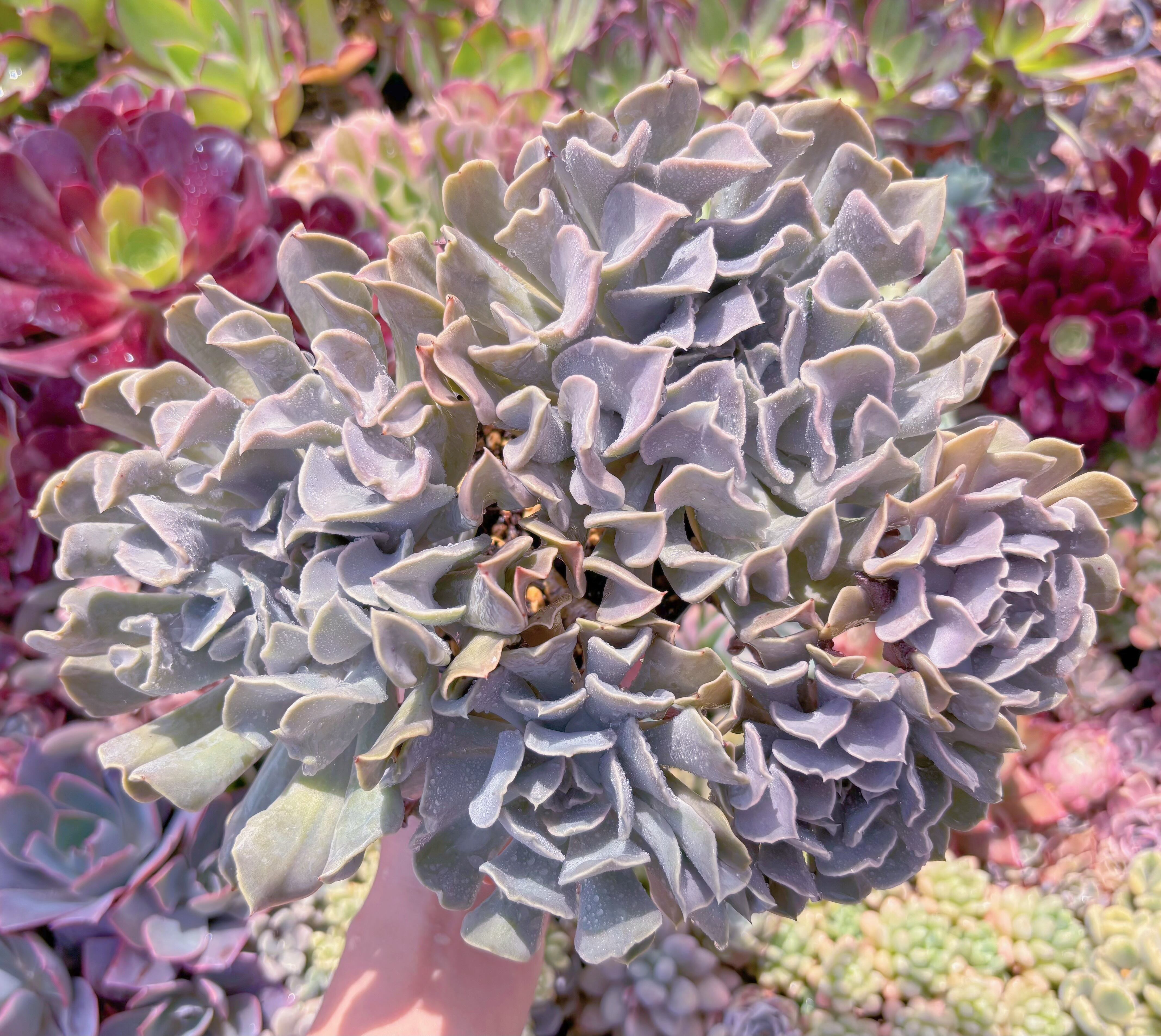 現品 スワンレイク#683 特特大群生 新入荷 | るる農園~多肉植物専門