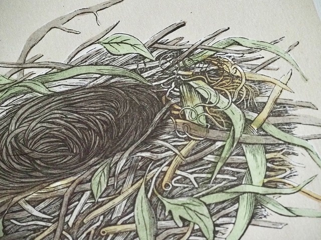 鳥の卵と巣の図版 Ⅰ