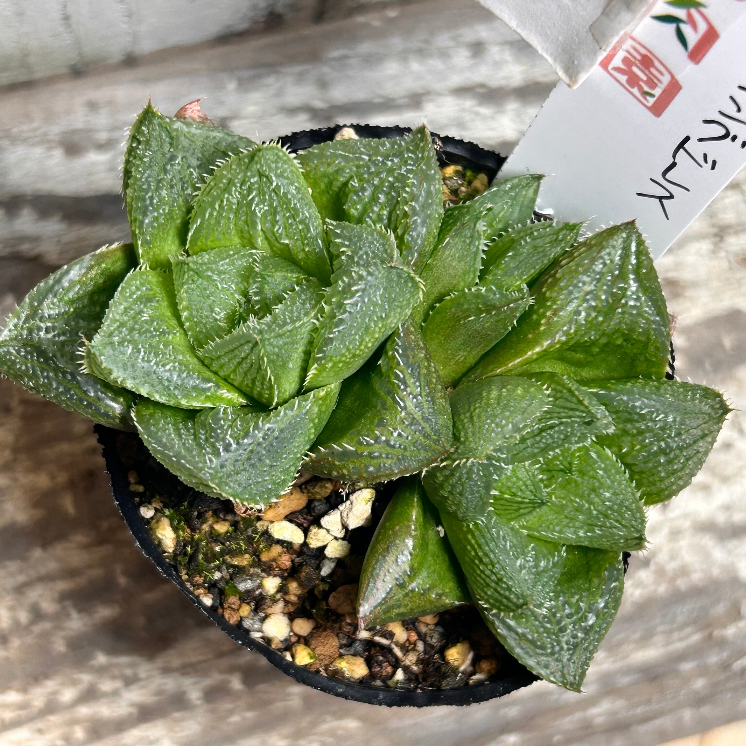 T)ウエディングドレス ハオルチア | RuPo 多肉植物専門店