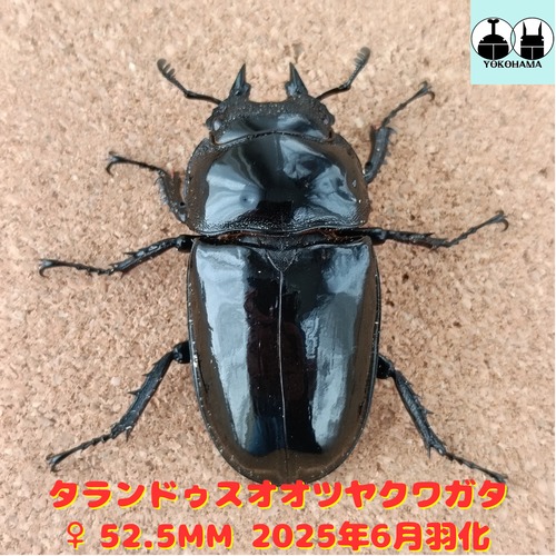 タランドゥスオオツヤクワガタ ♀ 52.5mm 販売中