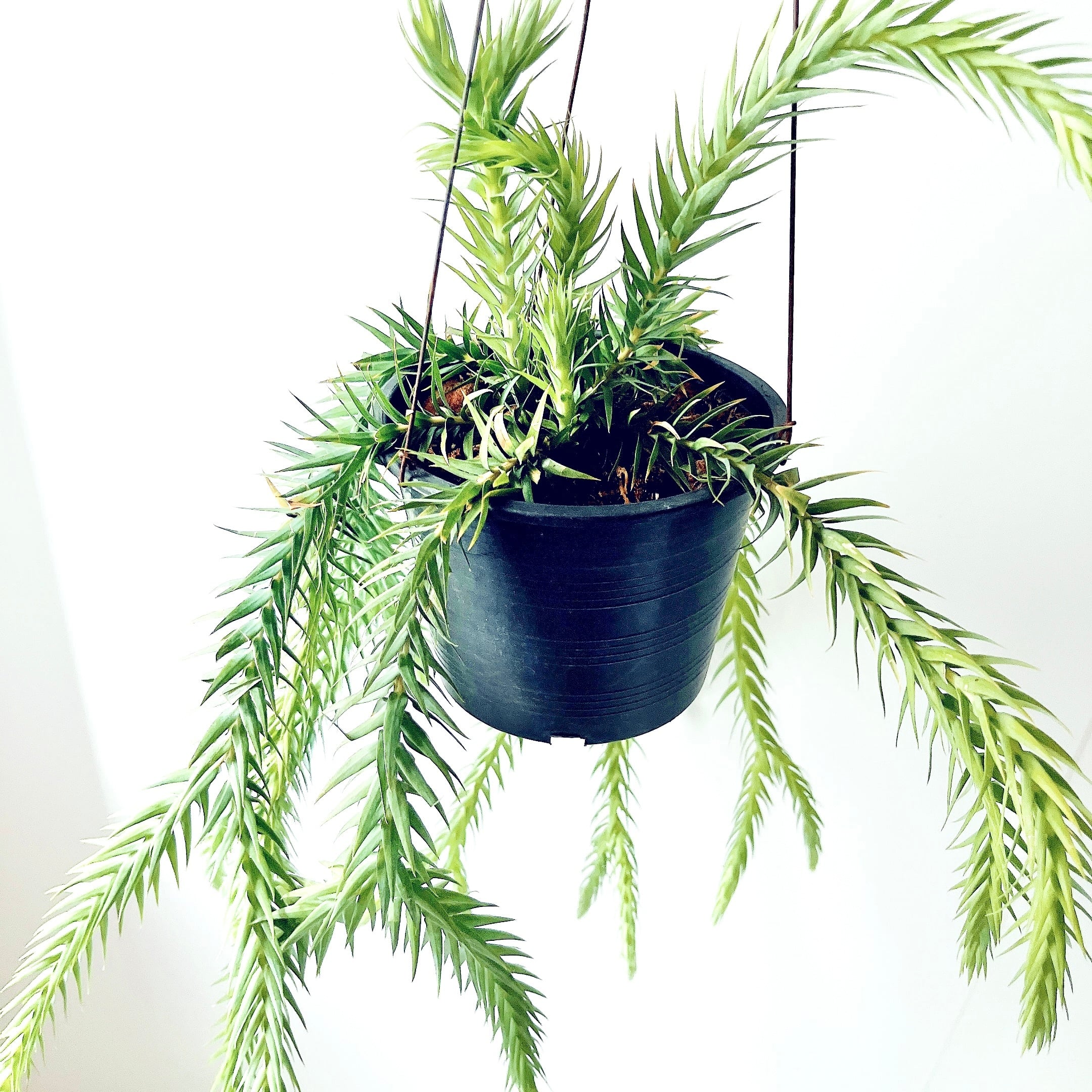 フペルジア ゴエベリー 青みがかったシルバーリーフ 観葉植物 室内