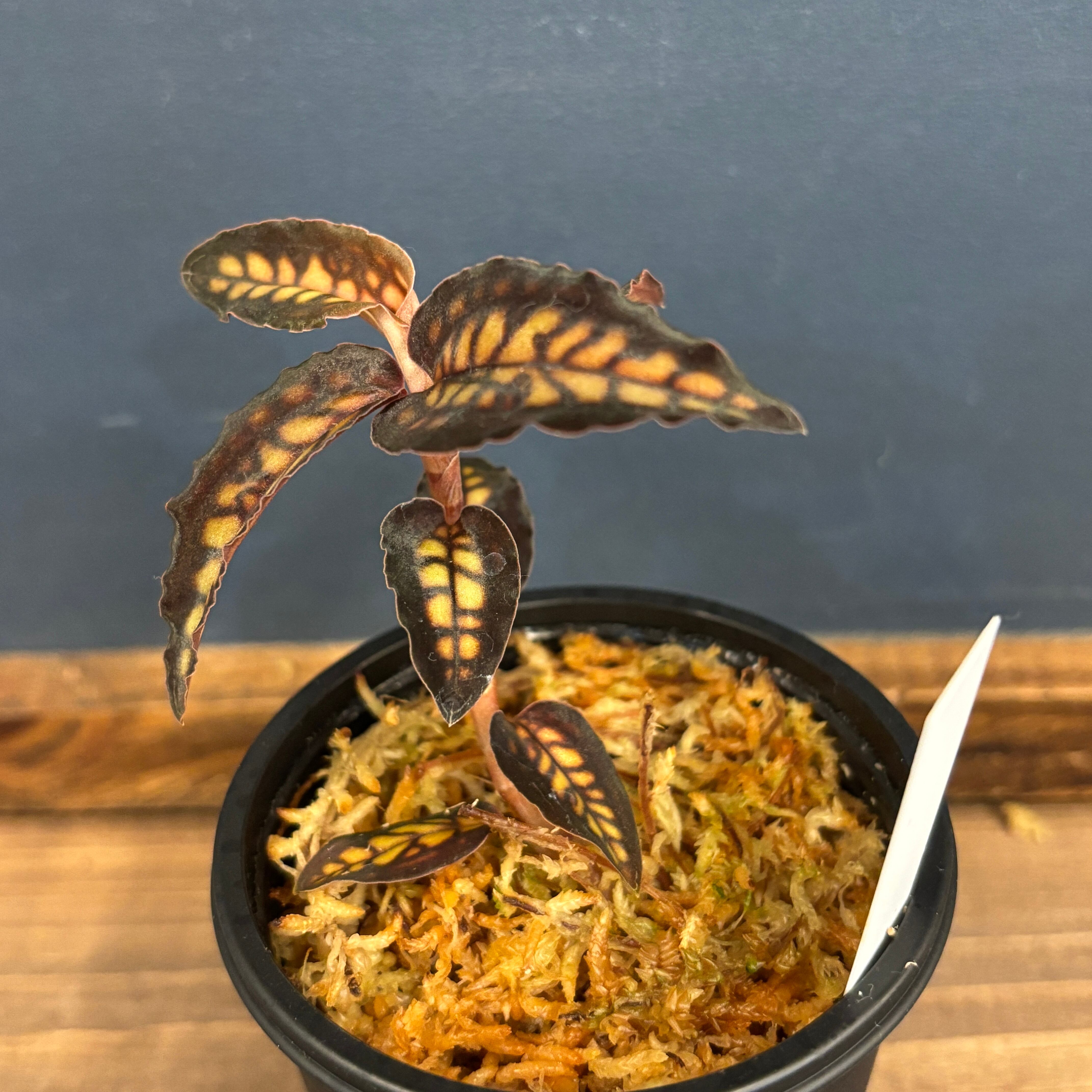 シストーチス・ステノグロッサ　　ジュエルオーキッド　ＡＤＡ シストーチス・ステノグロッサ ジュエルオーキッド ADA