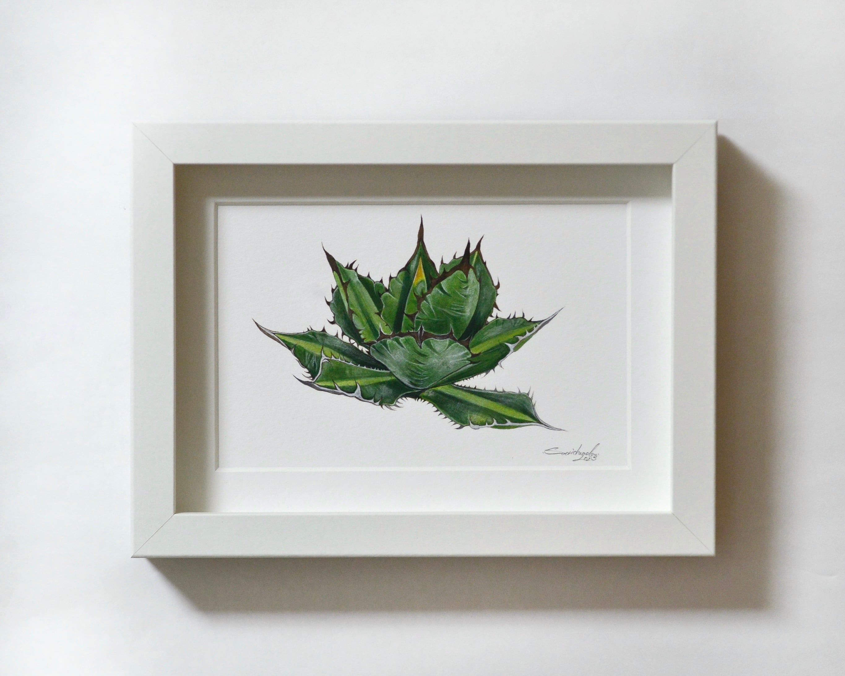 アガベ・チタノタ 原画作品