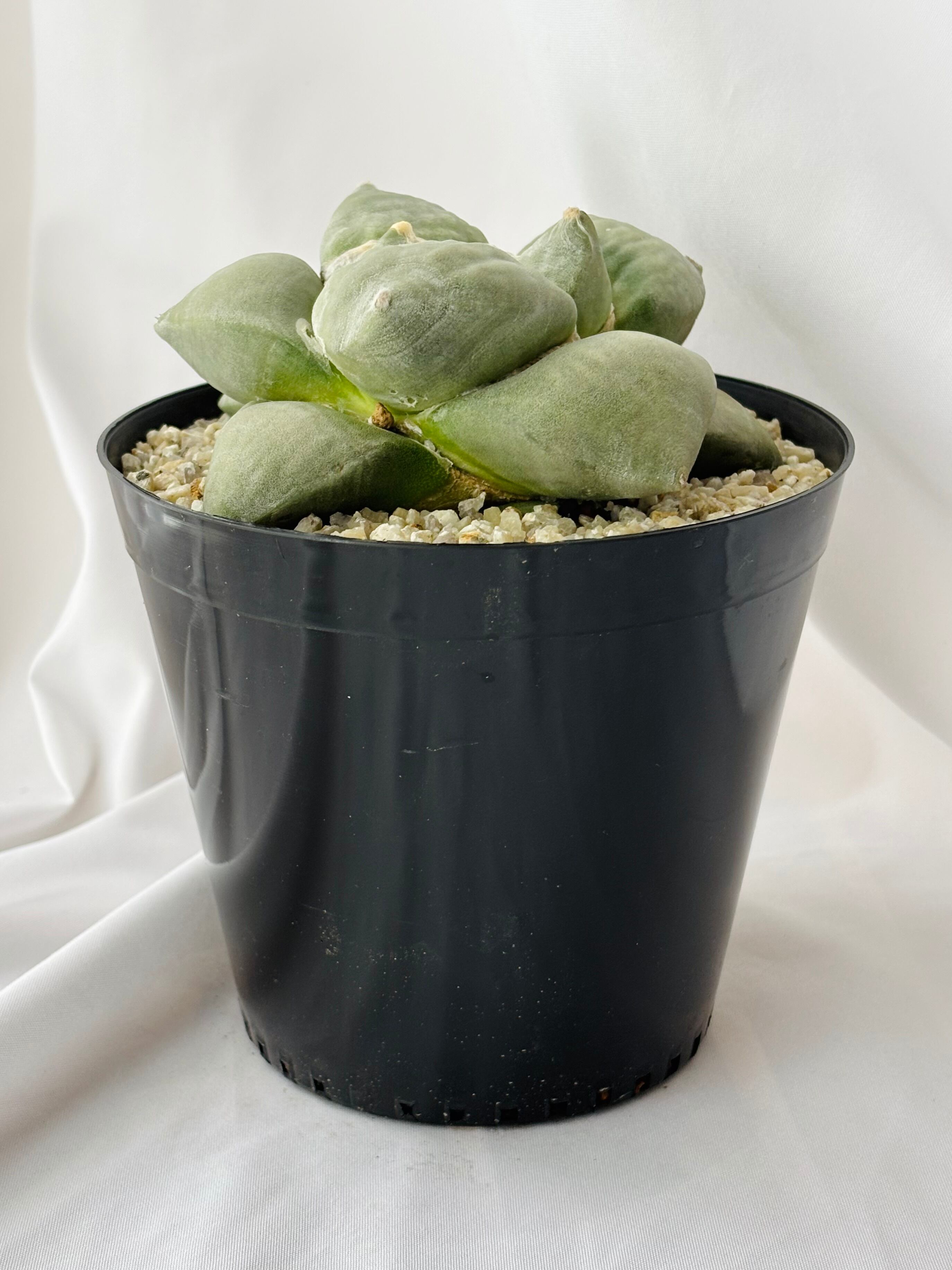 Ariocarpus furfuraceus f. アリオカルプス 大疣青磁牡丹 サボテン