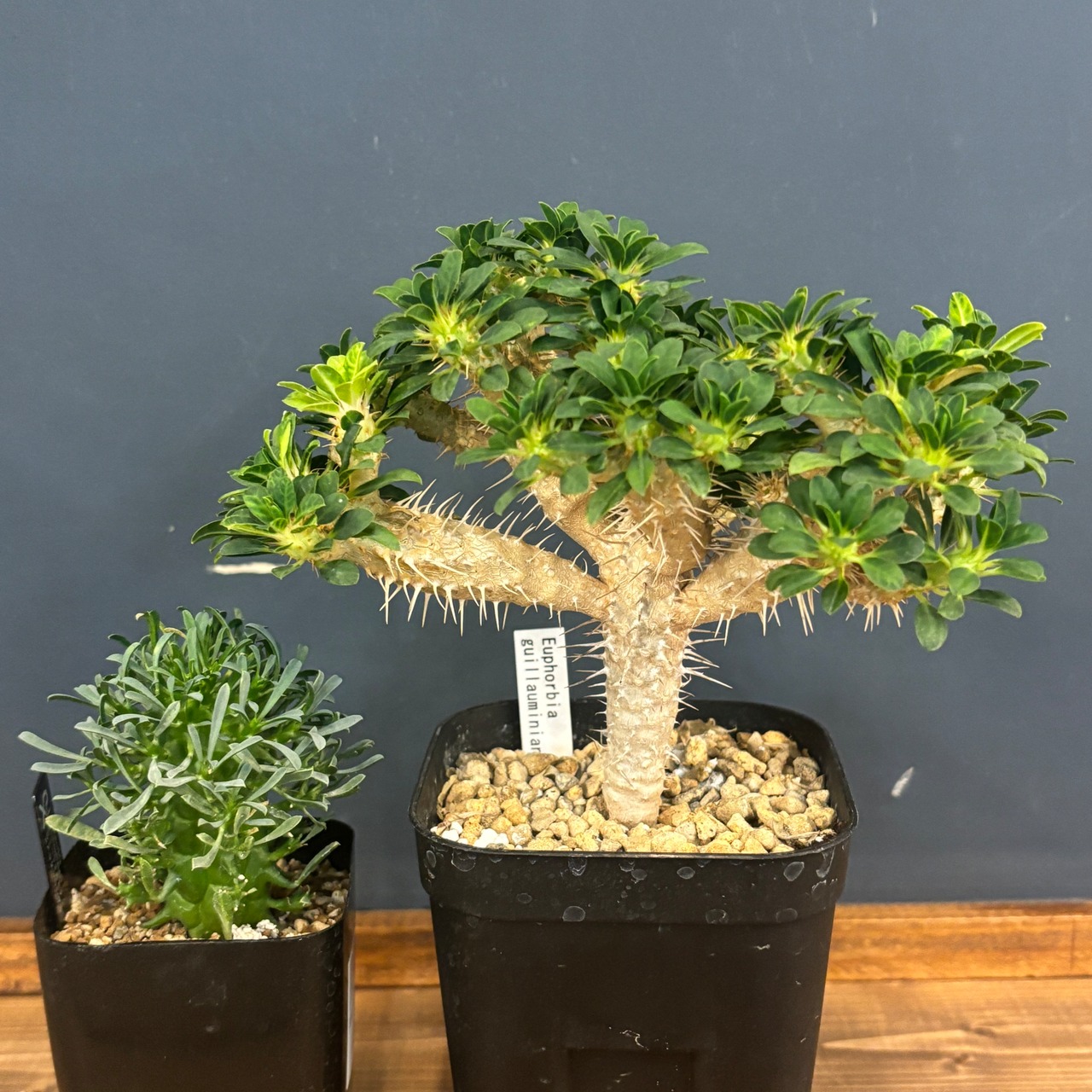 【現品】2026年　ユーフォルビア福袋　20,000円