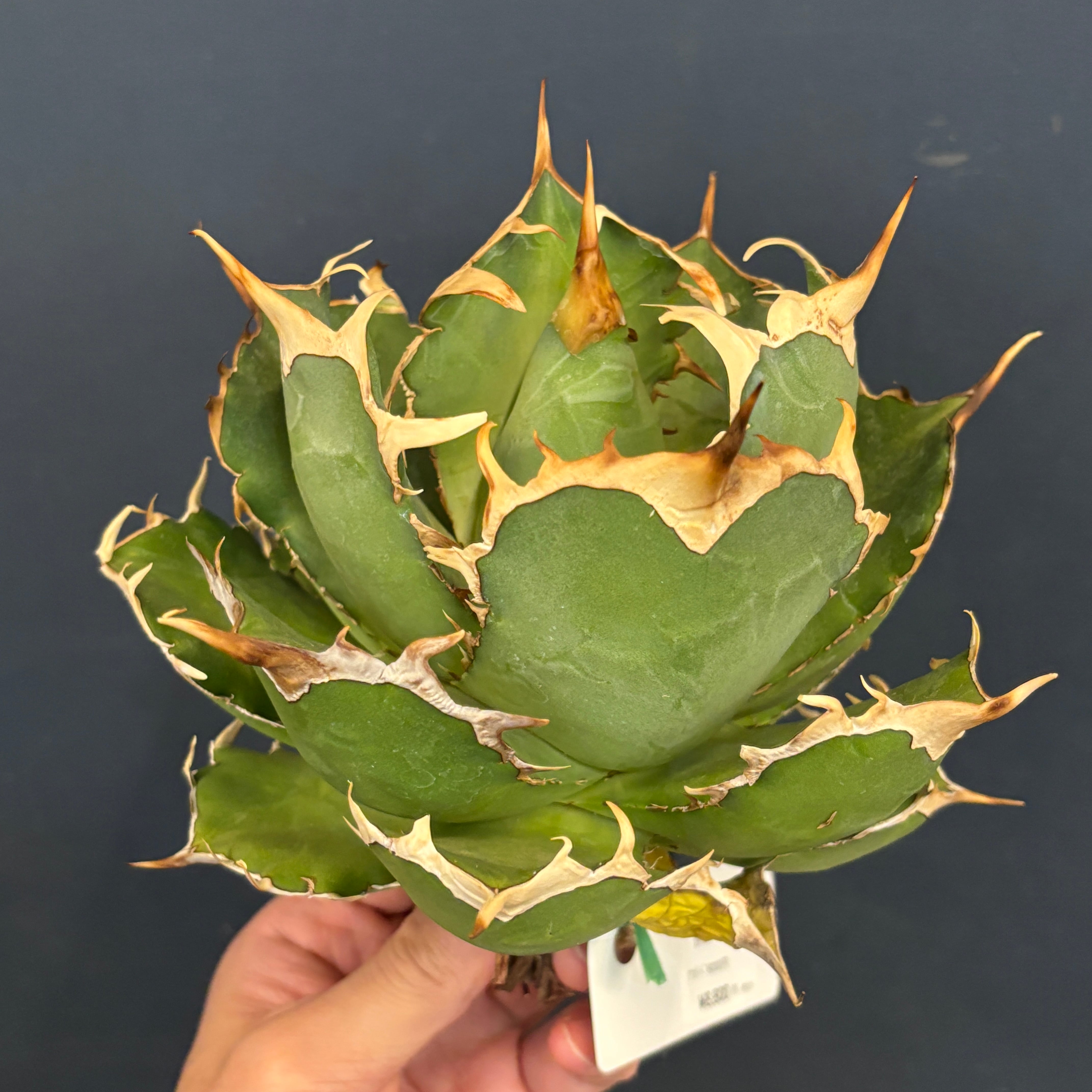 ビカクシダ バクテリア P. willinckii 'Bacteria' spore コルク仕立て