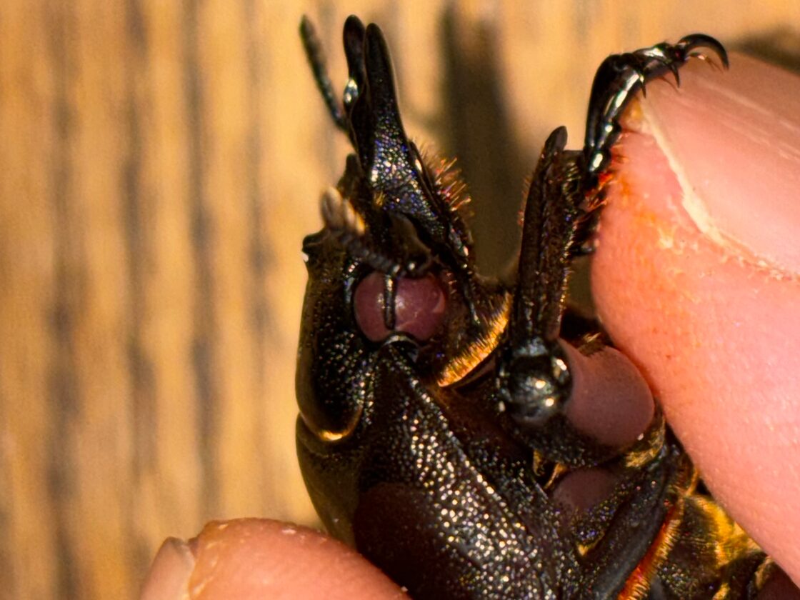 ◇国産オオクワガタ「紅・シルバー血統➀」♂♀ペア レッドアイ 赤眼 