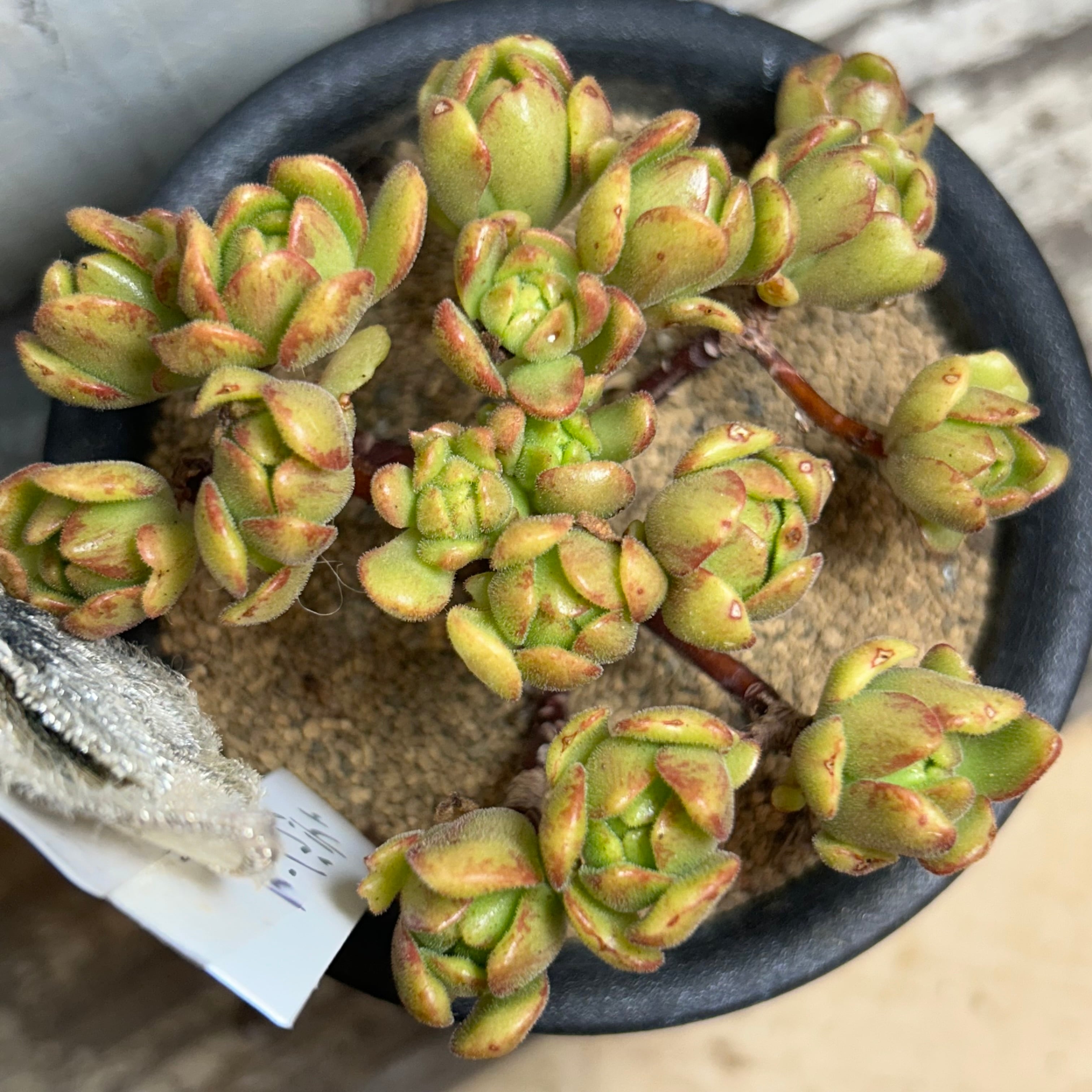 アーノルディ(アエオニウム) | RuPo 多肉植物専門店