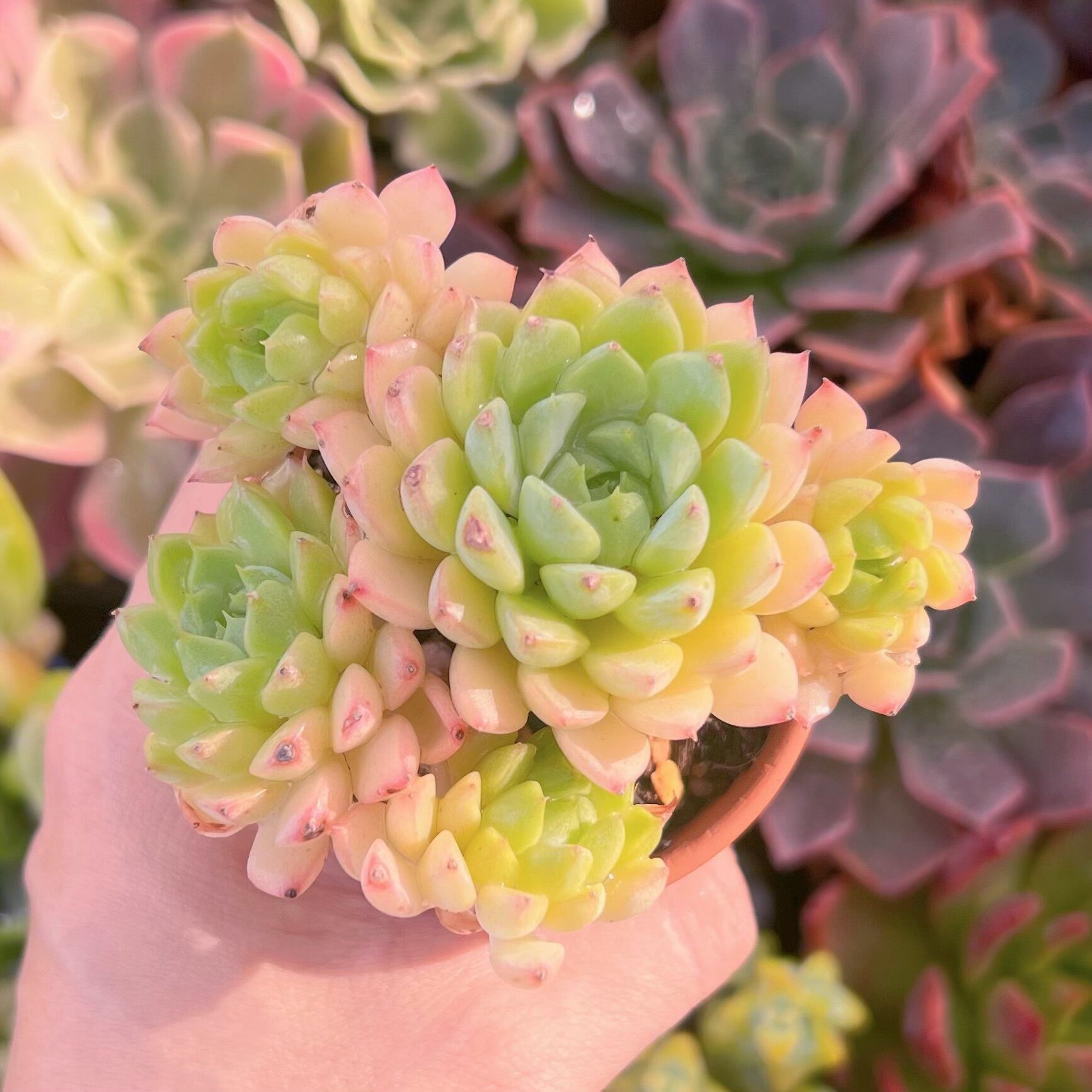 多肉植物　マチカ　新入荷　るる農園