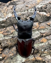 即ブリ《ダビソンフタマタ 77mm ♂♀♀♀♀セット》