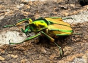 【WD】《ルマウィンヒメカブトハナムグリ ペア》