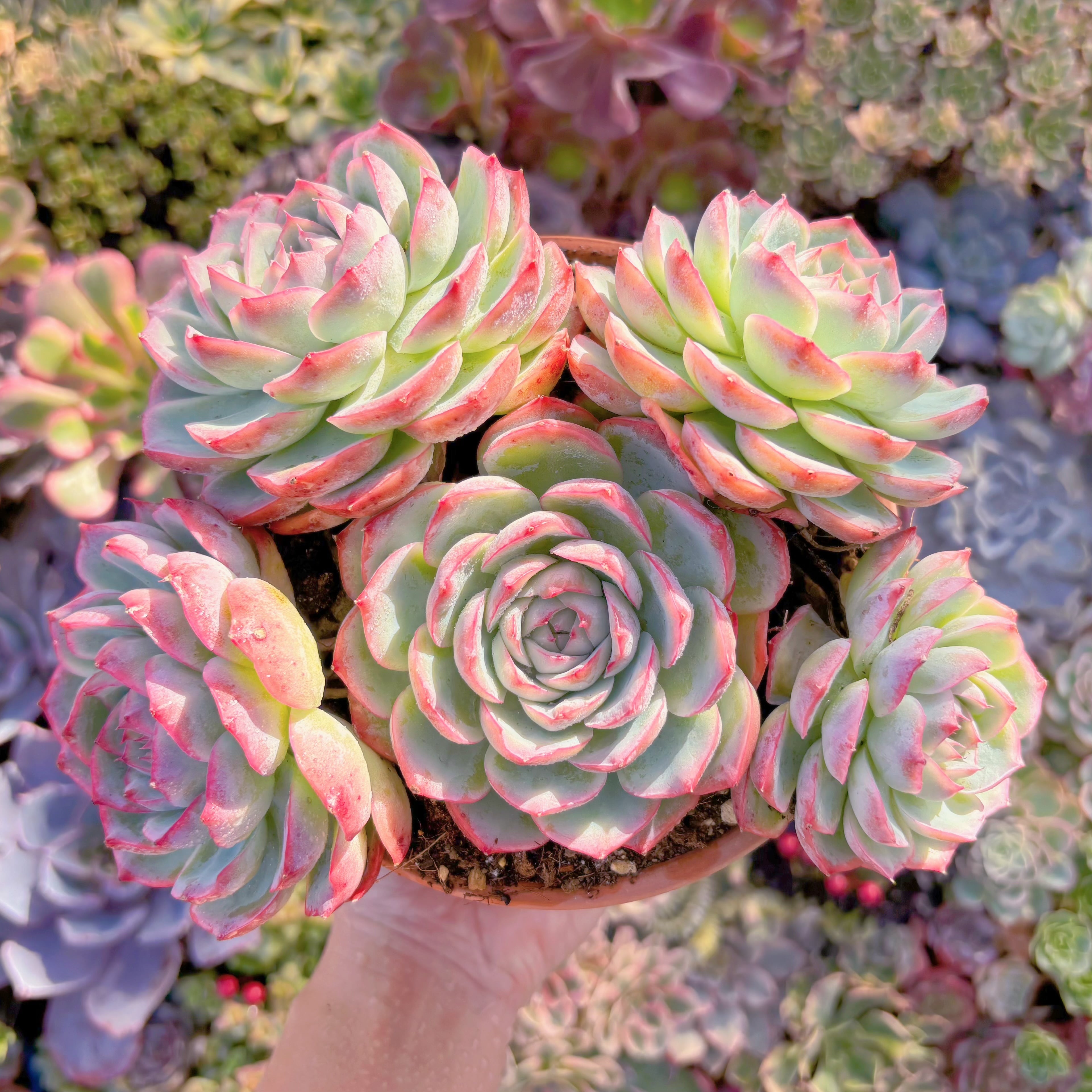 現品　シルエット#C18　特大群生　新入荷　るる農園