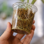 【斑入り】Alocasia dragon scale / アロカシア ドラゴンスケール②