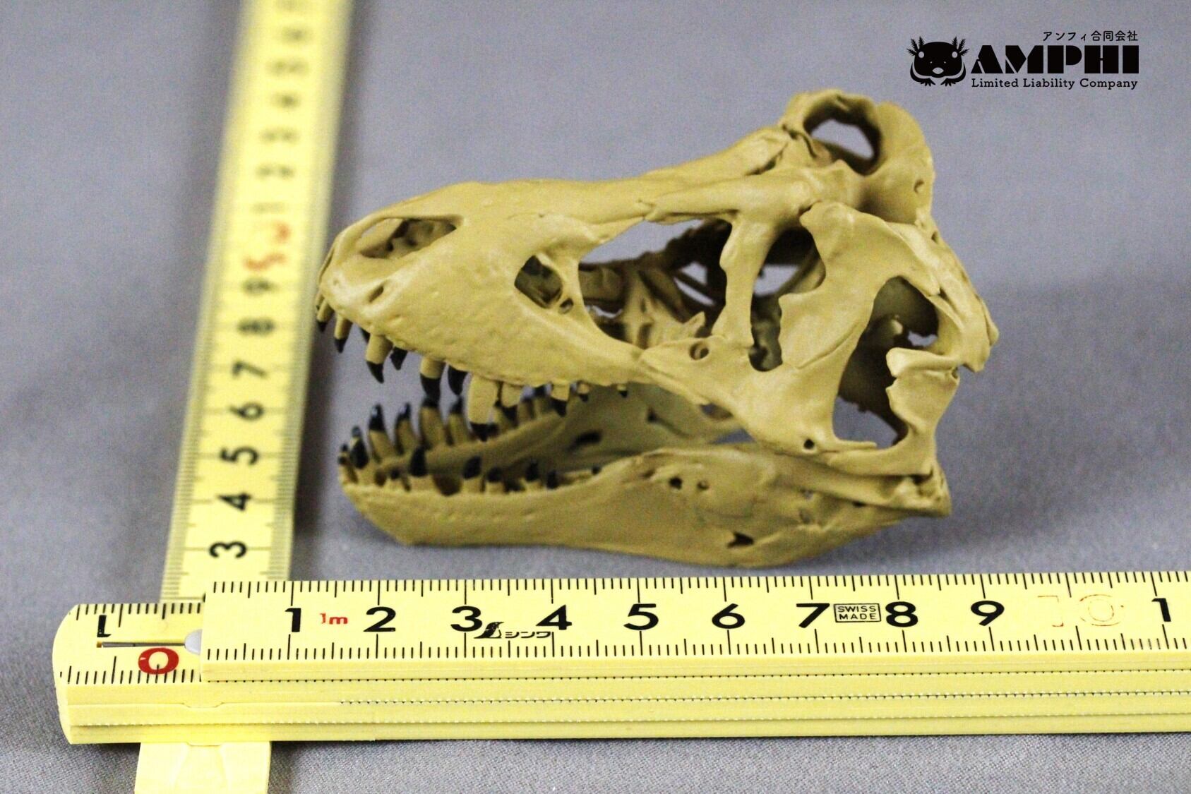スタンを参考にしたアンフィのオリジナルT.rex縮小レプリカ