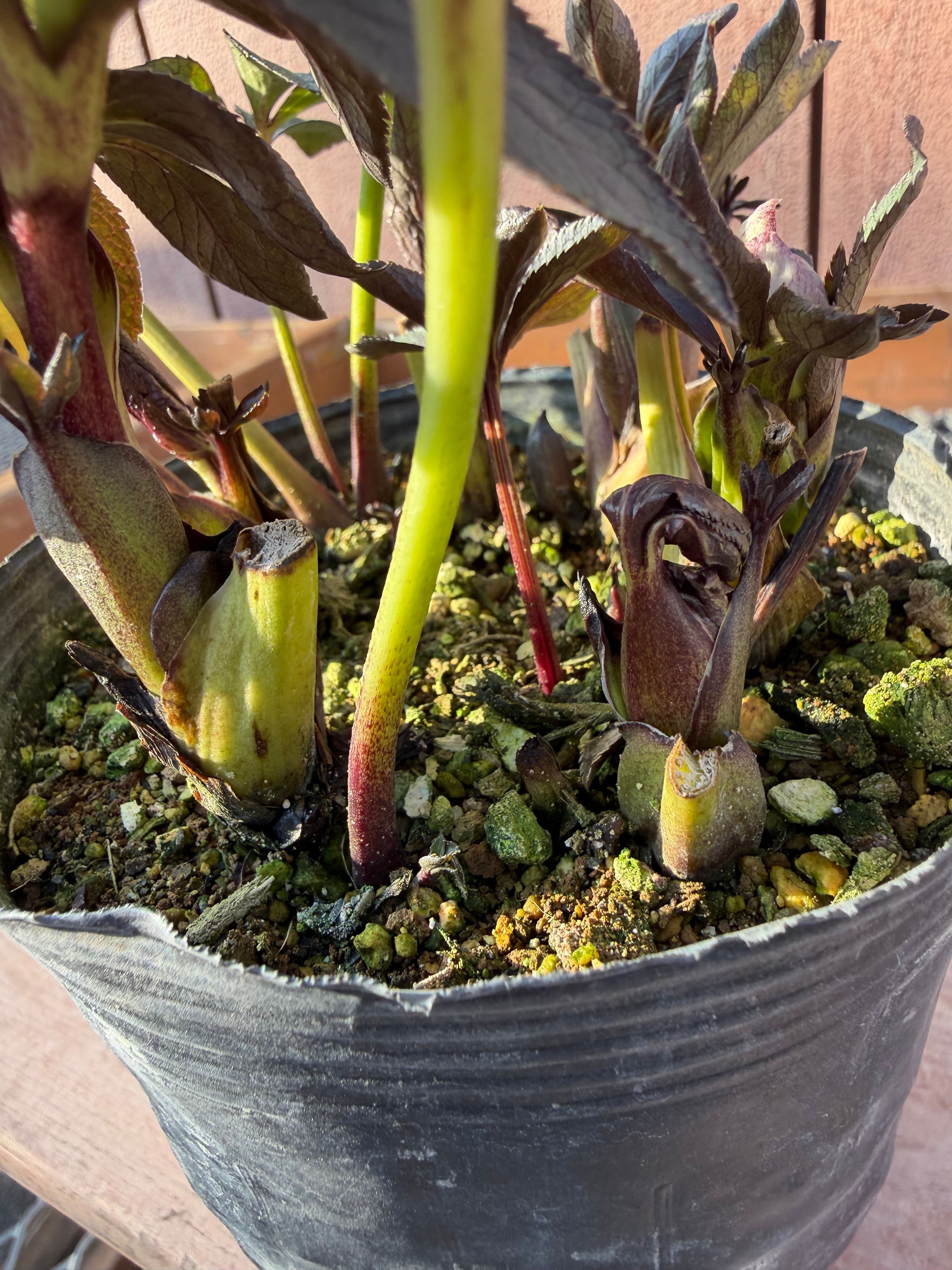 ポーセリンss 大木ナーサリー クリスマスローズ【Og02】送料無料