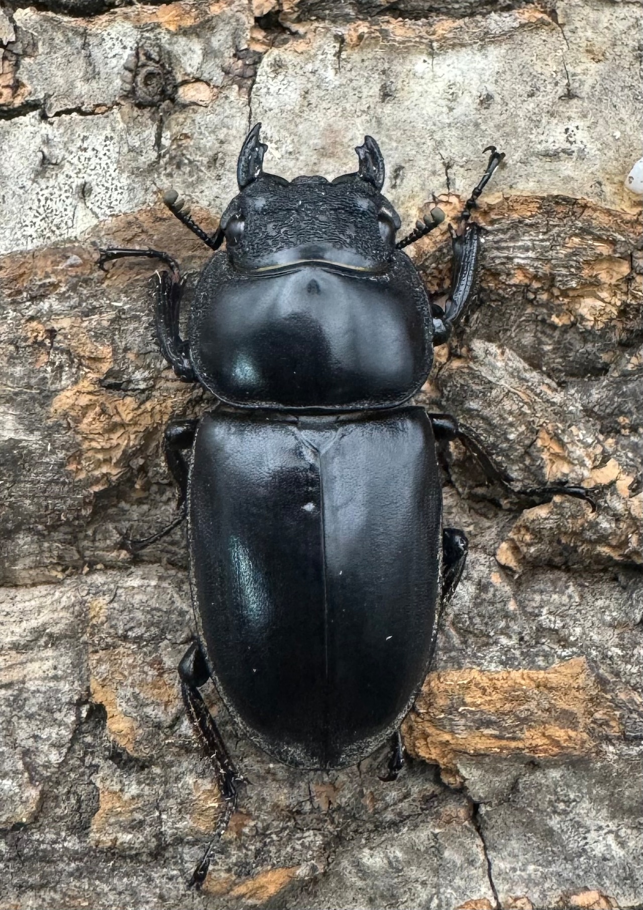 《マレーアンタエウス ゲンティンハイランド産 71mm ペア》