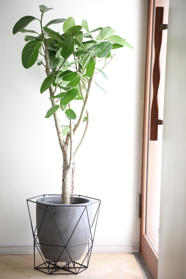 【L】【渋谷区周辺エリア/配送料無料】【133cm】フィカス ベンガレンシス/Ficus benghalensis ※陶器鉢カバー別