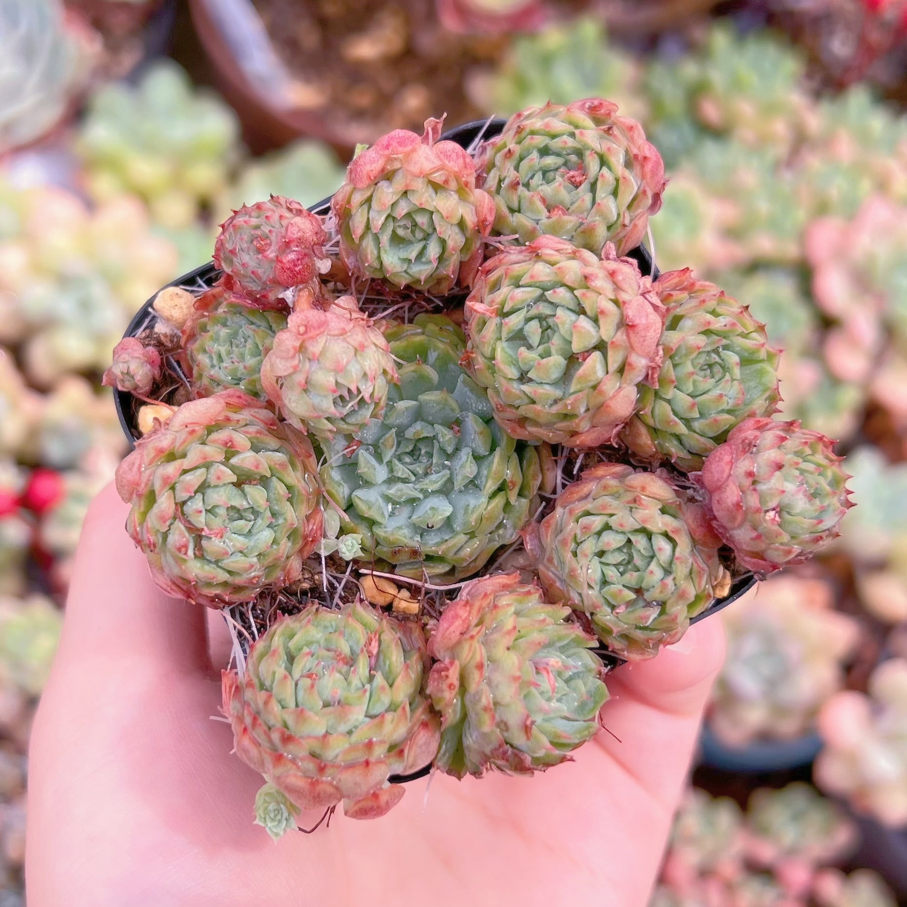 現品　ハチミツボール#218　るる農園