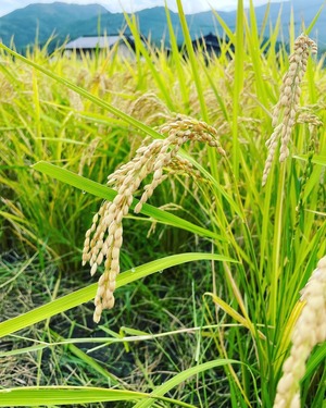 大自然米【3kg】精白米
