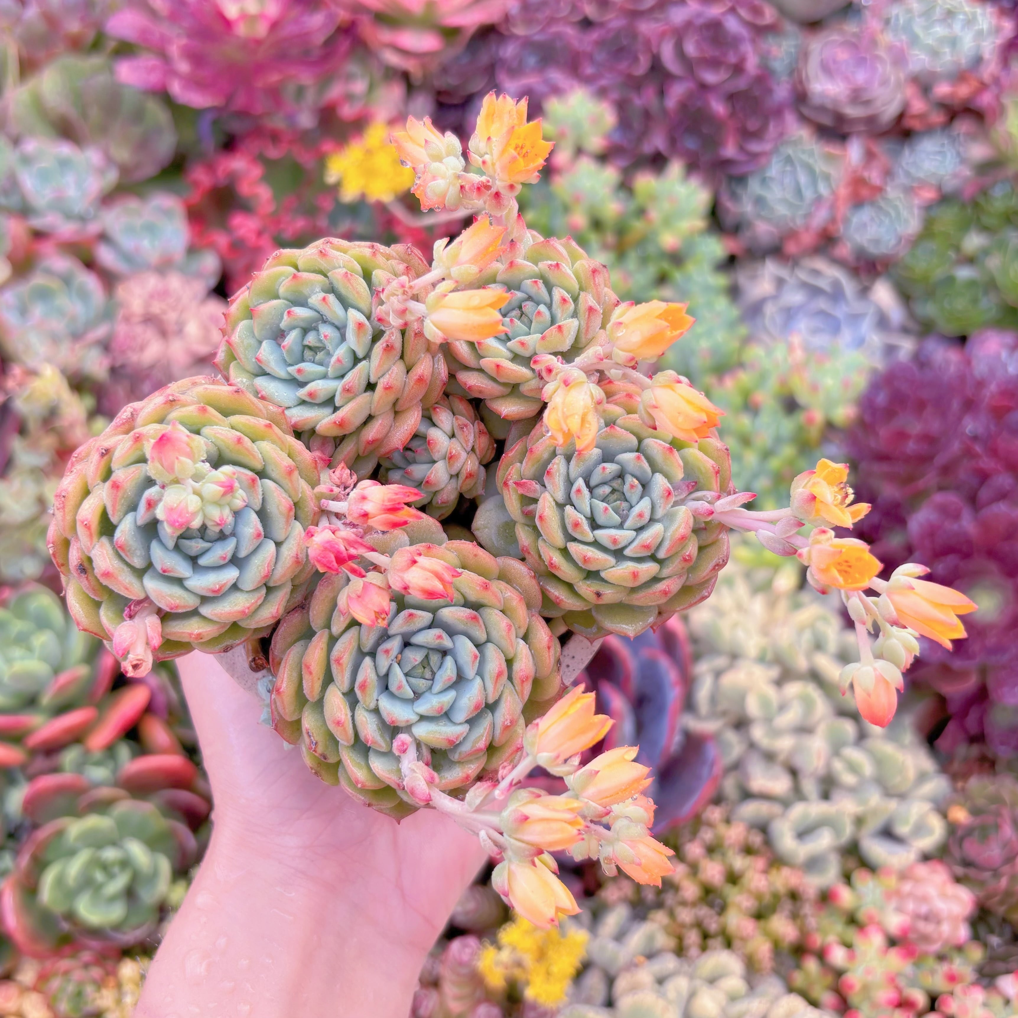 現品　パンダフェス#796　大群生　新入荷　るる農園