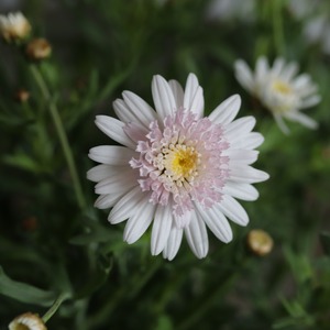 お花が長く楽しめる！マーガレット　ほほたん　スィートピンク